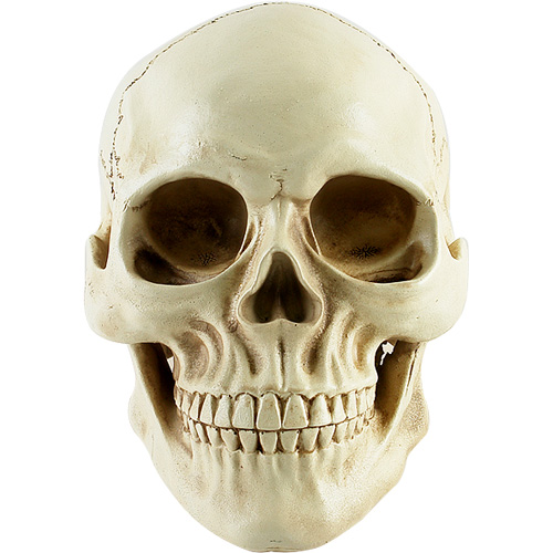 리얼 해골모형